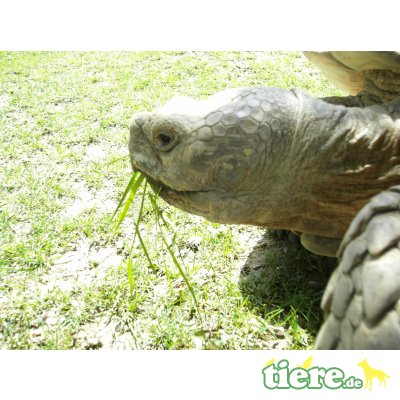 Sporenschildkröten Jungtier - unbekannt 4