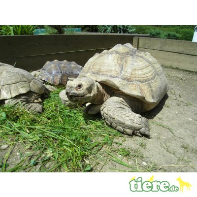 Sporenschildkröten Jungtier - unbekannt 5