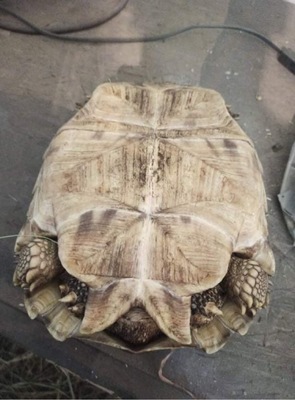 Sporenschildkröten - männlich