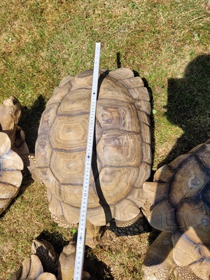 Sporenschildkröten - weiblich