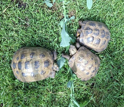 Steppenschildkröte - weiblich