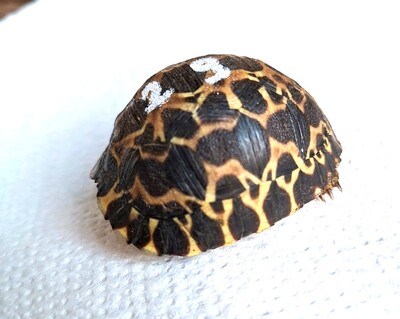 Strahlenschildkröte Astrochelys radiata Jungtier - unbekannt