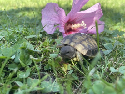 Testudo hermanni hermanni Jungtier - unbekannt