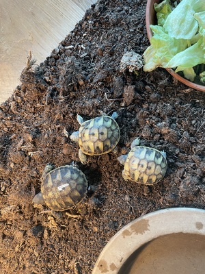 Testudo hermanni hermanni Jungtier - unbekannt
