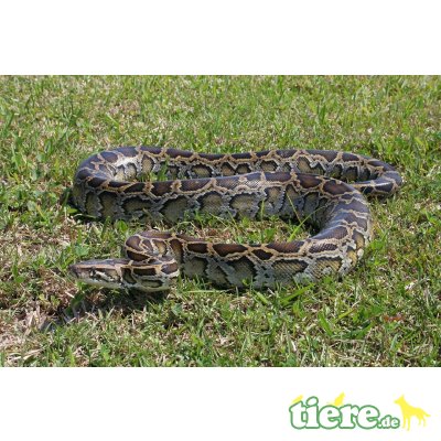 Tigerpython - weiblich