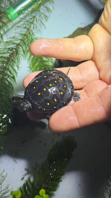 Tropfenschildkröte Jungtier - unbekannt