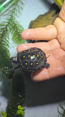 Tropfenschildkröte Jungtier - unbekannt