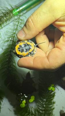 Tropfenschildkröte Jungtier - unbekannt