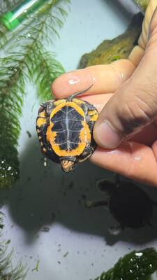 Tropfenschildkröte Jungtier - unbekannt
