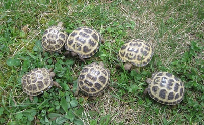 Vierzehen Landschildkröte Jungtier - unbekannt 1