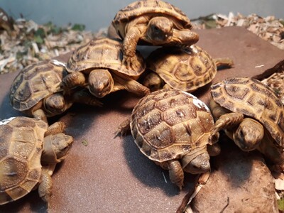 Vierzehen Landschildkröte Jungtier - unbekannt