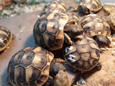 Vierzehen Landschildkröte Jungtier - unbekannt