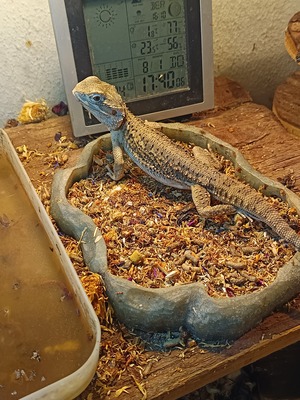 Zwergbartagame / Zwergbartagamen - unbekannt