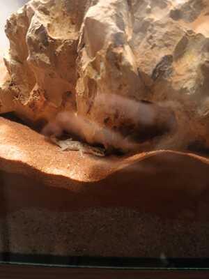 Zwerggecko Jungtier - unbekannt