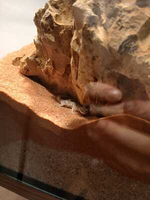 Zwerggecko Jungtier - unbekannt