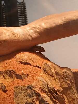 Zwerggecko Jungtier - unbekannt