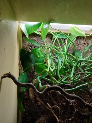 verkaufe Hochterrarium (60x60x90) mit 4 Kronengeckos