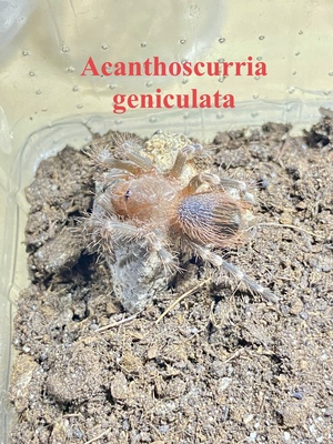 Acanthoscurria geniculata Jungtier - unbekannt 1