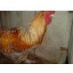 1.1 dreifarbige Grünleger - weiblich
