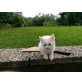 1, Angoramischlinge - Kater