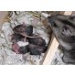 1 Baby ist noch frei!, Dsungarische Zwerghamster