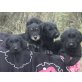 1 Hündin, 2 Rüden, Schnauzer x Labrador Welpen - Hündin
