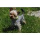 1 Jähriger, ganz lieber Yorkie Bub BOBBY (PS- - Rüde