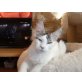 1, Maine Coon - Kater