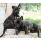 1 Rüde, 1 Hündin, Hollandse Herder, Holl. Schäferhund Welpen - Rüde