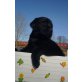 1 Rüde,3 Hündinnen, Labrador Retriever - Hündin