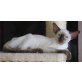 1, Siamesen - Kater