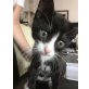 10 Wochen alte Kätzchen - Katze
