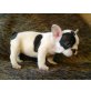 100% reine und gesunde French Bulldog Welpen, Französische Bulldogge - Rüde