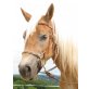 1000% Verlasspferd, Haflinger - Stute