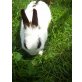 15 Kaninchen, Zwergkaninchen - weiblich