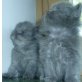 1xKater,1xKatze, Perser - Katze