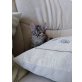 2 Babykatzen - Katze