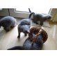 2 Britisch Kurzhaar - BHK  - Katze