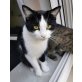 2 Brüder suchen neues Zuhause - Kater