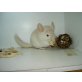 2 Chinchillaweibchen suchen ein neues Zuhause, Langschwanzchinchilla - weiblich