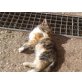 2, GLÜCKSKÄTZCHEN - Katze