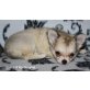 2 Hündinnen 10 Wochen, Chihuahua langhaariger Schlag Welpen - Hündin