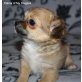 2 Hündinnen 10 Wochen mit Stammbaum, Chihuahua langhaariger Schlag Welpen - Hündin