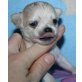 2 Hündinnen + 2 Rüden, Chihuahua langhaariger Schlag Welpen - Rüde