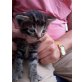 2 Kätzchen ab 20.Juli.14 zu verschenken - Katze