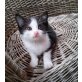 2 Kätzchen abzugeben  - Kater