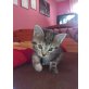 2 Katzenbabys - Kater