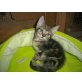2 Katzenkinder such noch nach einem Zuhause, Europäisch Kurzhaar - Kater