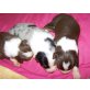 2 Mädel 1Rüde, Australian Shepherd Dog - Hündin