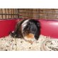 2 Meerschweinchen Kastrate  - männlich